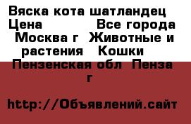 Вяска кота шатландец › Цена ­ 1 000 - Все города, Москва г. Животные и растения » Кошки   . Пензенская обл.,Пенза г.